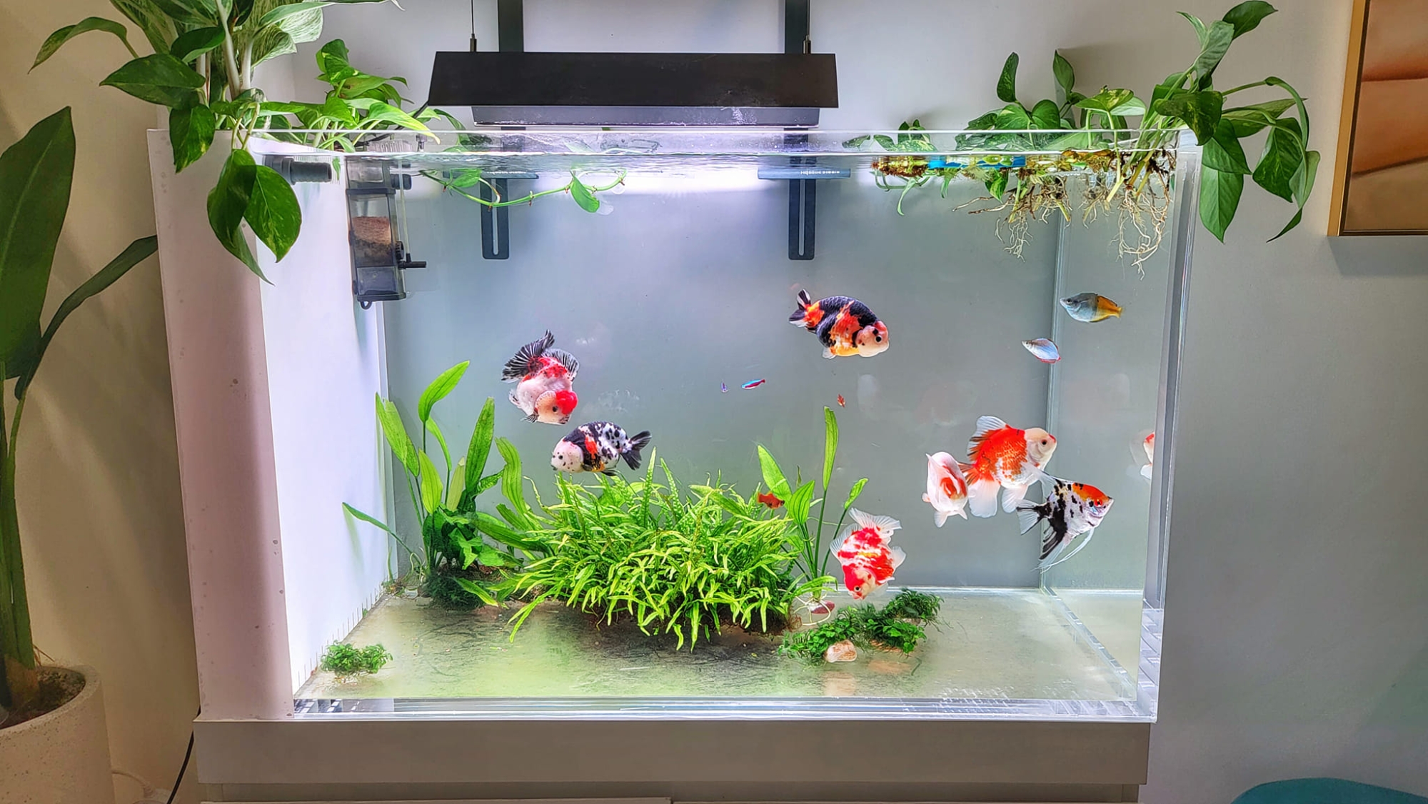 đèn spotlight bể cá 4