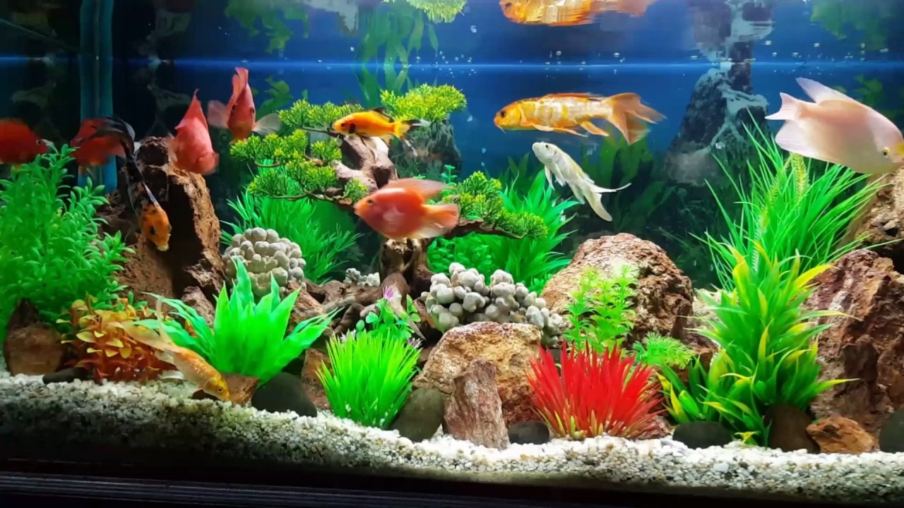 đèn spotlight bể cá 6